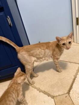 Saffron -  Domestic Short Hair Cat for Adoption in Chamblee, Georgia - Saffron | PetCurious