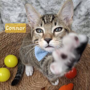Connor -  Ragdoll and Domestic Short Hair Cat for Adoption in Yorba Linda, California - Connor | PetCurious