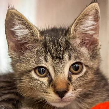 Emmy Demmy Dong -  Domestic Short Hair Cat for Adoption in Kennebunk, Maine - Emmy Demmy Dong | PetCurious