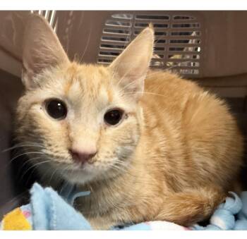 Caterpillar Blossom -  Tabby and Domestic Short Hair Cat for Adoption in Chandler, Arizona - Caterpillar Blossom | PetCurious