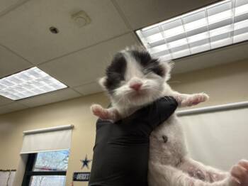 A1937453 -  Domestic Short Hair Cat for Adoption in Thousand Palms, California - A1937453 | PetCurious