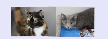 Nyla and Raven (pre-adoption) -  Domestic Short Hair Cat for Adoption in Rockford, Illinois - Nyla And Raven (pre-adoption) | PetCurious