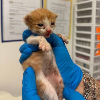 Nacho N3 -  Domestic Short Hair Cat for Adoption in Edinburg, Texas - Nacho N3 | PetCurious