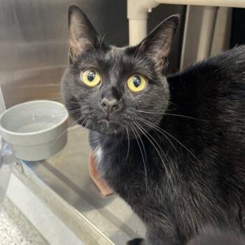 Domestic Short Hair Cats Available for Adoption in Fort Wayne, Indiana - Goldilocks | PetCurious