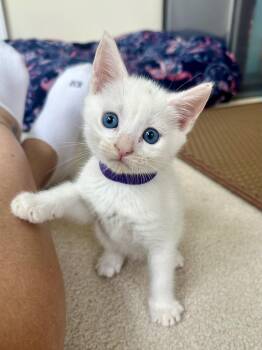 Bon Bon -  Domestic Short Hair Cat for Adoption in Lemoyne, Pennsylvania - Bon Bon | PetCurious
