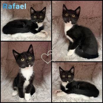 Rescue Domestic Short Hair Cats for Adoption in Windy Hills, Kentucky - Rafael | PetCurious