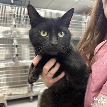 Domestic Short Hair Cats Available for Adoption - Helix | PetCurious