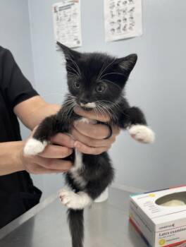 Memphis -  Domestic Short Hair Cat for Adoption in Chicago, Illinois - Memphis | PetCurious
