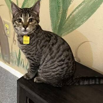 Poppy - Social and Fun -  Tabby Cat for Adoption in Hoquiam, Washington - Poppy - Social And Fun | PetCurious