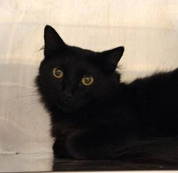 Harriet -  Domestic Medium Hair Cat for Adoption in Golden, Colorado - Harriet | PetCurious