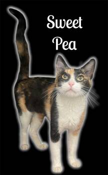 Sweet Pea -  Domestic Short Hair Cat for Adoption in Auburn, California - Sweet Pea | PetCurious