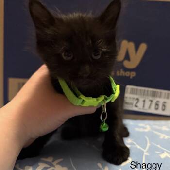 Shaggy -  Domestic Medium Hair Cat Available for Adoption in Danbury, Connecticut - Shaggy | PetCurious