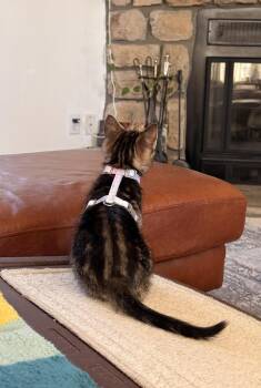 Princess -  Domestic Short Hair Cat for Adoption in Lafayette, Colorado - Princess | PetCurious