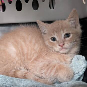 Clawford -  Domestic Short Hair Cat for Adoption in Biltmore Forest, North Carolina - Clawford | PetCurious