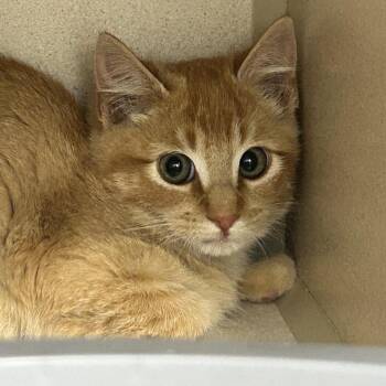 Gerald -  Domestic Short Hair Cat for Adoption in Durango, Colorado - Gerald | PetCurious
