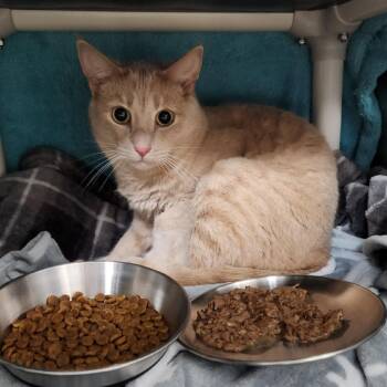 Ainley -  Domestic Short Hair Cat for Adoption in Walker, Michigan - Ainley | PetCurious