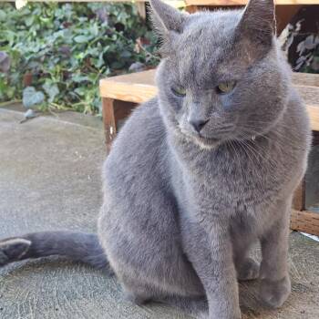 Scruffy -  Domestic Short Hair Cat for Adoption in Murray, Utah - Scruffy | PetCurious