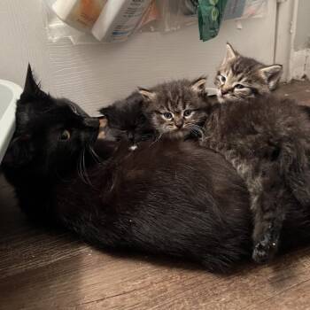 Rescue Domestic Short Hair Cats for Adoption in Granville, Ohio - Honeycrisp | PetCurious