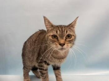 Akasha -  Domestic Short Hair Cat for Adoption in Golden Valley, Minnesota - Akasha | PetCurious