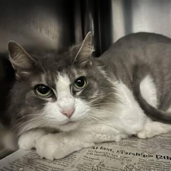 Fonzie -  Domestic Short Hair Cat for Adoption in Lynchburg, Virginia - Fonzie | PetCurious