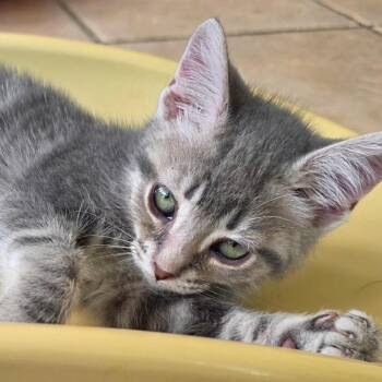 Lilac -  Domestic Short Hair Cat for Adoption in Waldorf, Maryland - Lilac | PetCurious