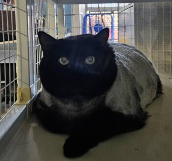 Winnie -  Domestic Medium Hair Cat for Adoption in Claremont, New Hampshire - Winnie | PetCurious