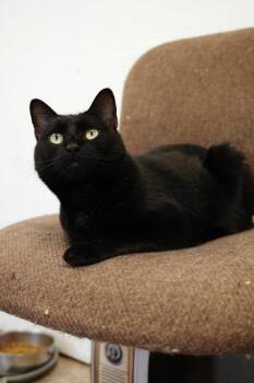 Domestic Short Hair Cats Available for Adoption in Maryville, Tennessee - Ebony | PetCurious