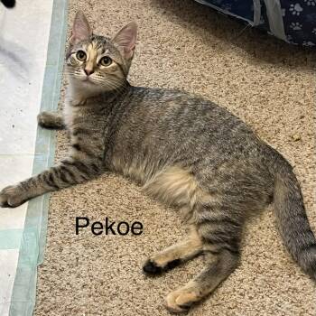 Pekoe -  Domestic Short Hair Cat for Adoption in Liverpool, Texas - Pekoe | PetCurious