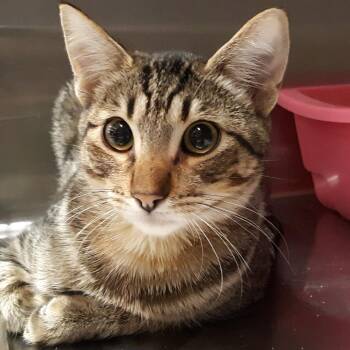 Haylin -  Domestic Short Hair Cat for Adoption in Spokane, Washington - Haylin | PetCurious