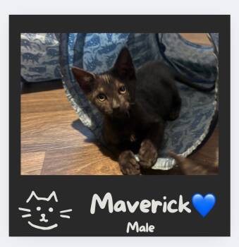 Rescue Domestic Short Hair Cats for Adoption in Darien, Georgia - Maverick | PetCurious