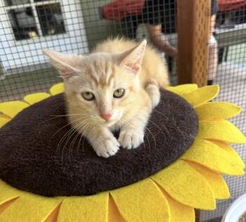 Xander -  Tabby Cat for Adoption in Huntington Beach, California - Xander | PetCurious