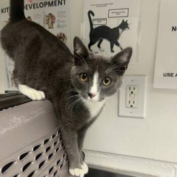 Daria -  Domestic Short Hair Cat for Adoption in Oakland, California - Daria | PetCurious