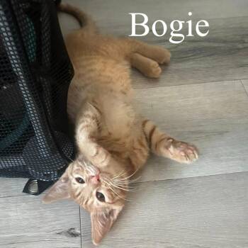 Domestic Short Hair Cats Available for Adoption in San Tan Valley, Arizona - Bogie | PetCurious