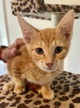 Rescue Domestic Short Hair Cats for Adoption in Tampa, Florida - Joe | PetCurious