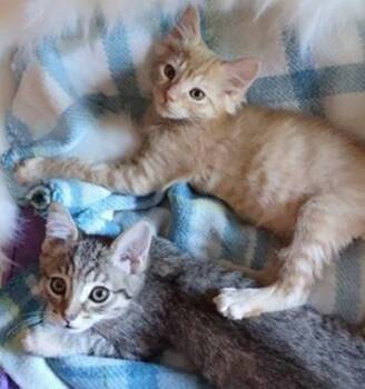 Domestic Short Hair Cats Available for Adoption - ConfettiA | PetCurious