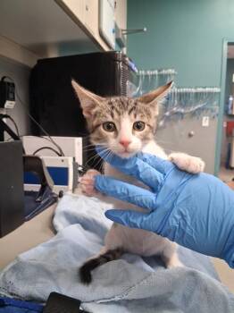 Domestic Short Hair Cats Available for Adoption - JASPER | PetCurious