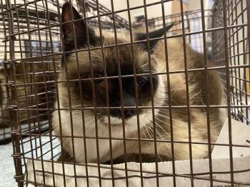 Siamese Cats Available for Adoption in Modesto, California - MOLLY | PetCurious