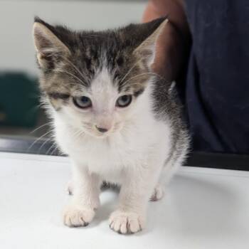 Cooper -  Domestic Short Hair Cat for Adoption in Canton, Illinois - Cooper | PetCurious