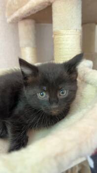 Zara -  Domestic Short Hair Cat for Adoption in Kimberlin Heights, Tennessee - Zara | PetCurious