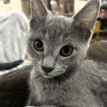 Peanut Butter -  Domestic Short Hair Cat for Adoption in Lenexa, Kansas - Peanut Butter | PetCurious