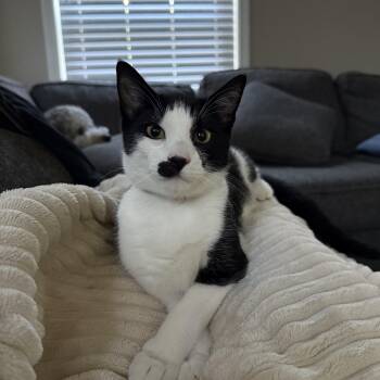 Charlie Chaplin -  Domestic Short Hair Cat for Adoption in Plainfield, Illinois - Charlie Chaplin | PetCurious