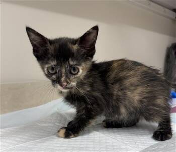 VIOLA -  Domestic Short Hair Cat for Adoption in Baytown, Texas - VIOLA | PetCurious