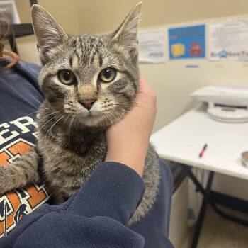 Champ -  Domestic Short Hair Cat for Adoption in Worcester, Massachusetts - Champ | PetCurious