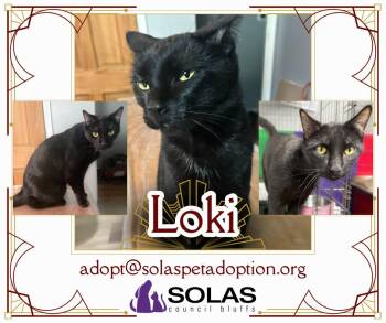 Rescue Domestic Short Hair Cats for Adoption in Council Bluffs, Iowa - Loki  --  (tv) | PetCurious