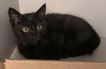 Karate -  Domestic Short Hair Cat for Adoption - Karate | PetCurious