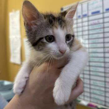 Domestic Short Hair Cats Available for Adoption in New Orleans, Louisiana - Faye | PetCurious