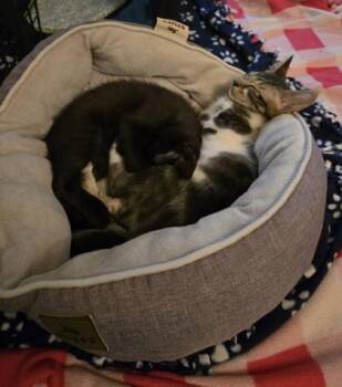 Yacare -  Domestic Short Hair Cat for Adoption in Bellevue, Washington - Yacare | PetCurious