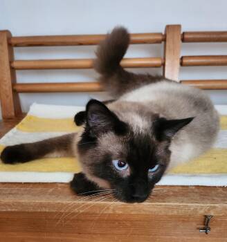 Siamese Cats Available for Adoption - Marley | PetCurious