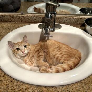 Domestic Short Hair Cats Available for Adoption - Lola | PetCurious