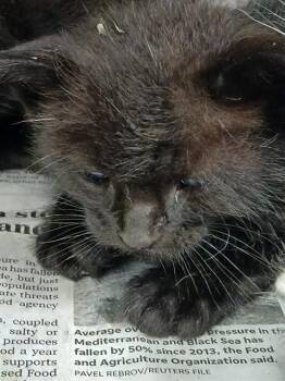 SRIRACHA -  Domestic Short Hair Cat for Adoption in Jacksonville, Florida - SRIRACHA | PetCurious